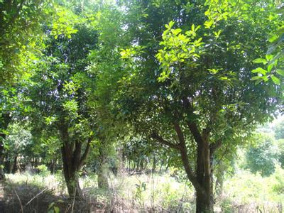 供應(yīng)湖南10公分欏木石楠，規(guī)格多種類多