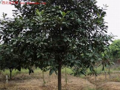供應(yīng)湖南10公分欏木石楠，規(guī)格多種類多