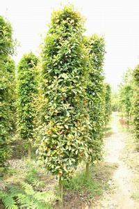 專業(yè)移栽10公分欏木石楠（包上車）