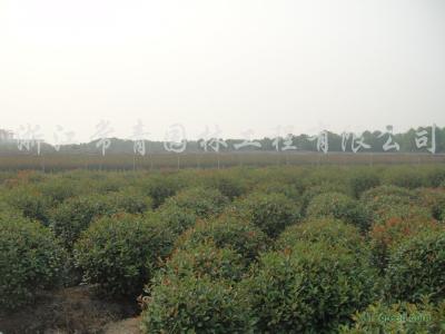 6公分欏木石楠，7公分欏木石楠，10公分欏木石楠