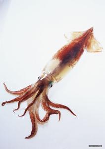 供應(yīng)特色魷魚