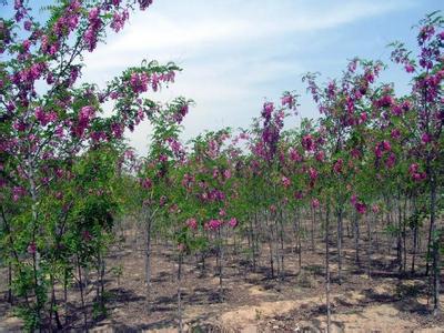 泰安香花槐 -四海緣苗木