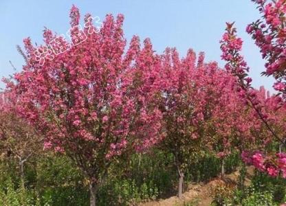 5公分西府海棠 -四海緣苗木