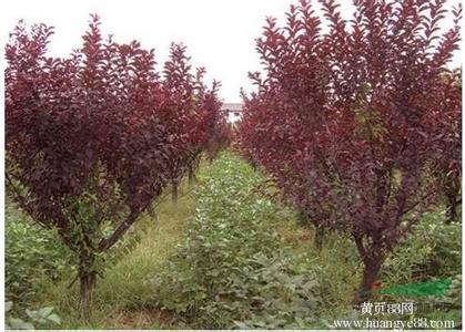 5公分絢麗海棠 -四海緣苗木