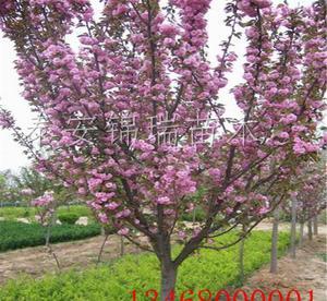 10公分櫻花樹(shù) -四海緣苗木