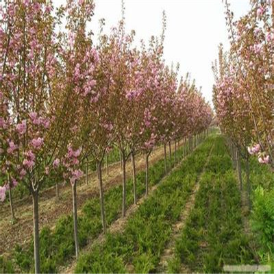 8公分櫻花樹 -四海緣苗木