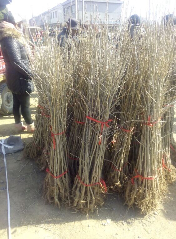 28公分银杏树种植基地