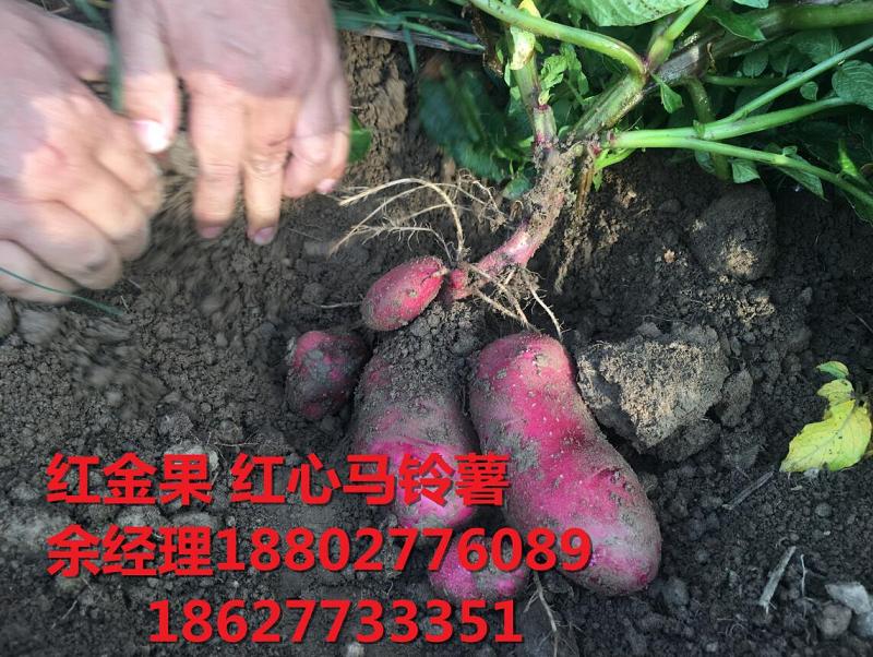 紅心馬鈴薯種植技術(shù)全過程.余經(jīng)理	18802776089