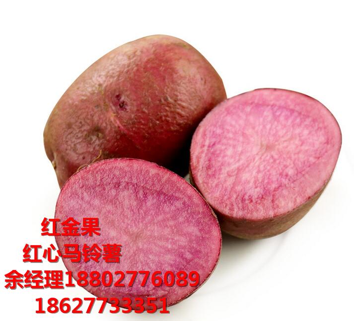怎么種植紅心土豆 余經(jīng)理	18802776089