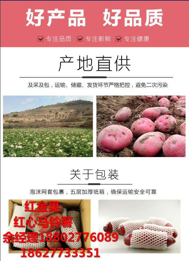 怎么種植紅心土豆 余經(jīng)理	18802776089原始圖片3