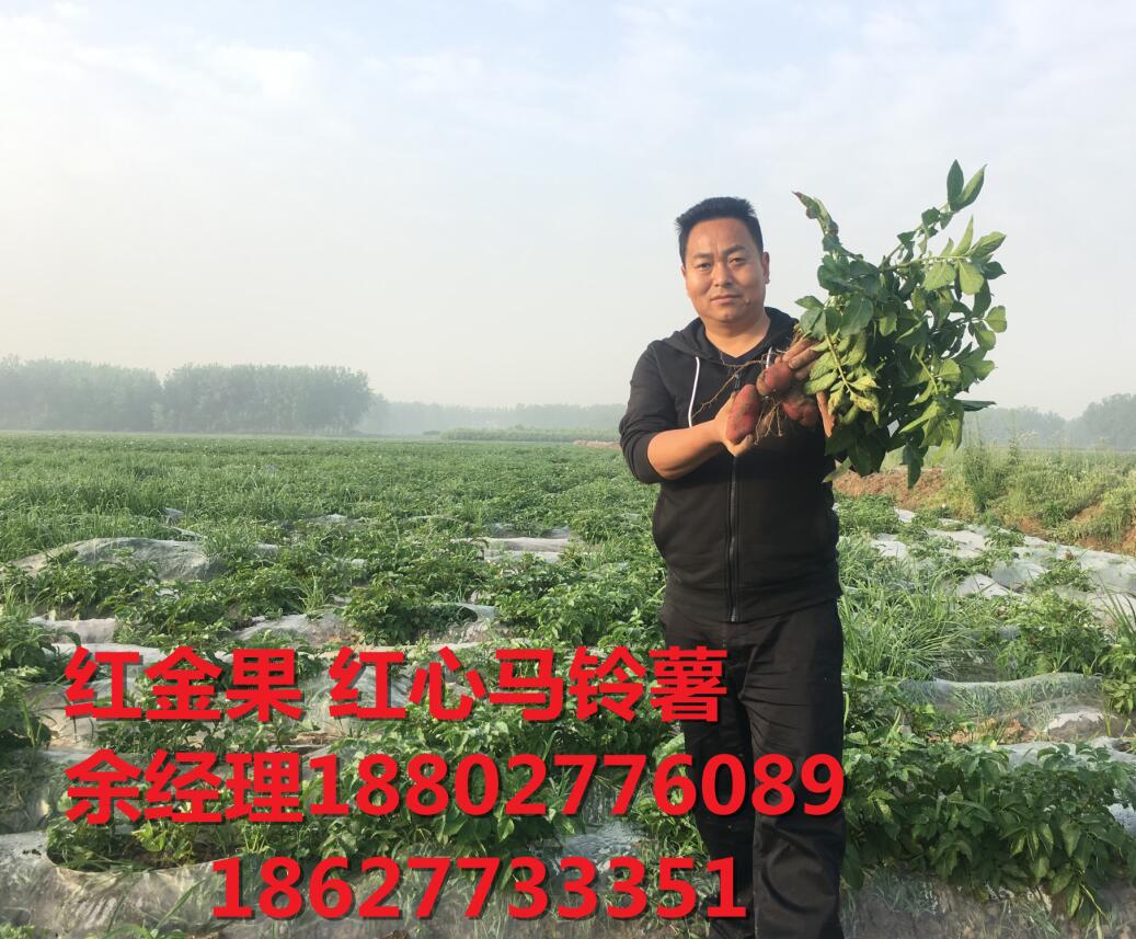 紅心土豆和紅心馬鈴薯是同類嗎？余經(jīng)理	18802776089