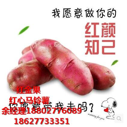 紅心土豆和紅心馬鈴薯是同類嗎？余經(jīng)理	18802776089原始圖片2