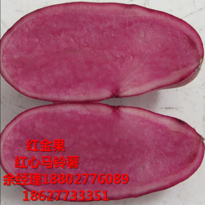 紅心土豆主糧化 紅心馬鈴薯贏得國內外食品市場原始圖片2