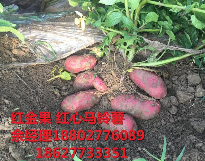 紅心馬鈴薯主糧化漸入佳境