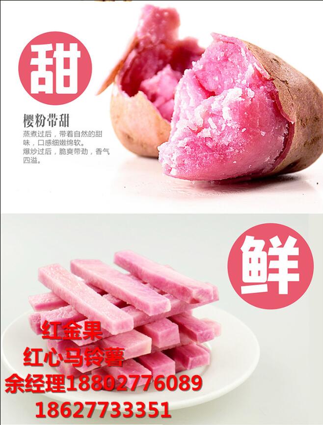 種植專業(yè)合作社引進(jìn)紅心馬鈴薯 大壟雙行膜下滴灌原始圖片2