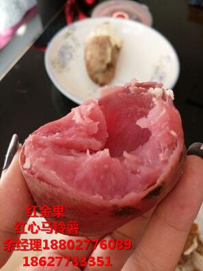 種植專業(yè)合作社引進(jìn)紅心馬鈴薯 大壟雙行膜下滴灌原始圖片3