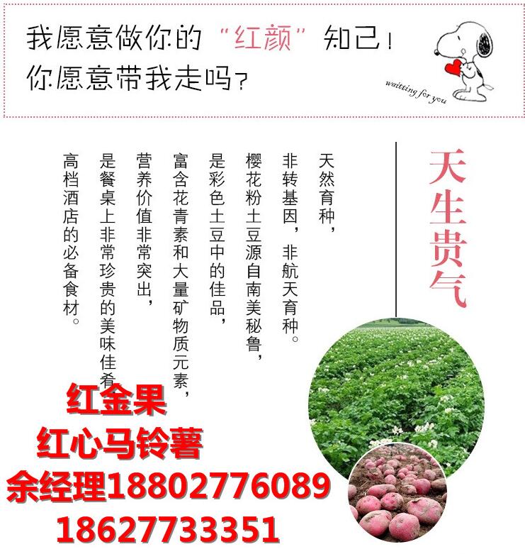 紅心馬鈴薯主糧化漸入佳境