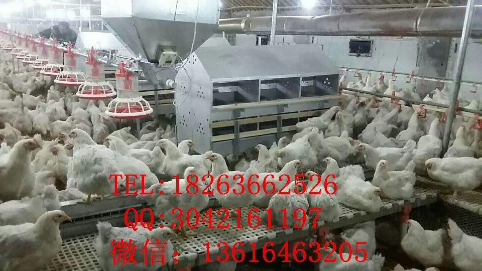 12穴產蛋箱 熱鍍鋅產蛋箱 產蛋箱生產廠家原始圖片3