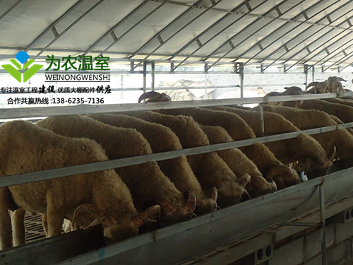 金华温室养殖大棚