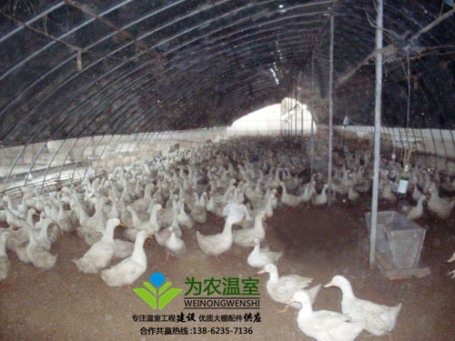 一亩养殖温室大棚造价