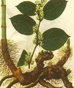 供應(yīng)白藜蘆醇，萊苞迪甙A，萊苞迪甙C，萊苞迪甙D