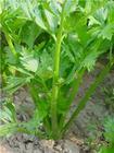 供應(yīng)芹菜素，苦丁冬青苷D，澳洲茄堿，澳洲茄邊堿