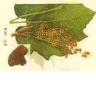 供應吳茱萸堿，鉤吻素子，鉤吻素甲，鉤吻素己
