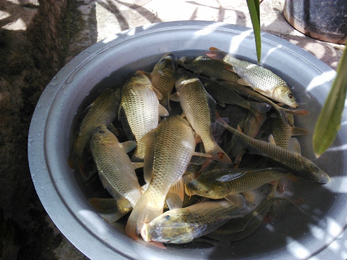 北京稻花魚多少錢一斤