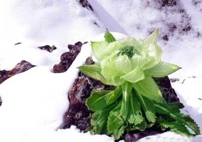 北京有賣天山雪蓮的嗎