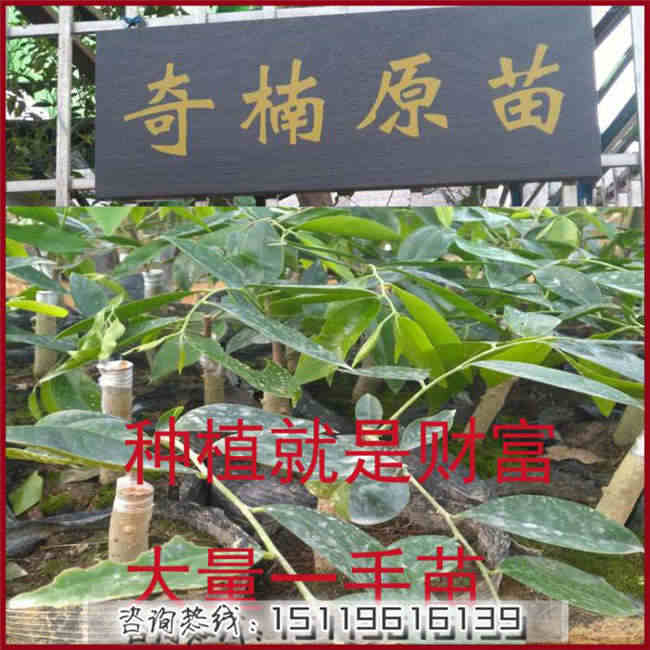 沉香苗種植基地全國售后原始圖片2