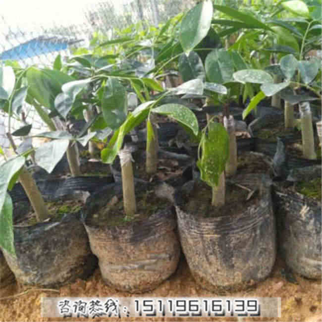 沉香树种植优质服务