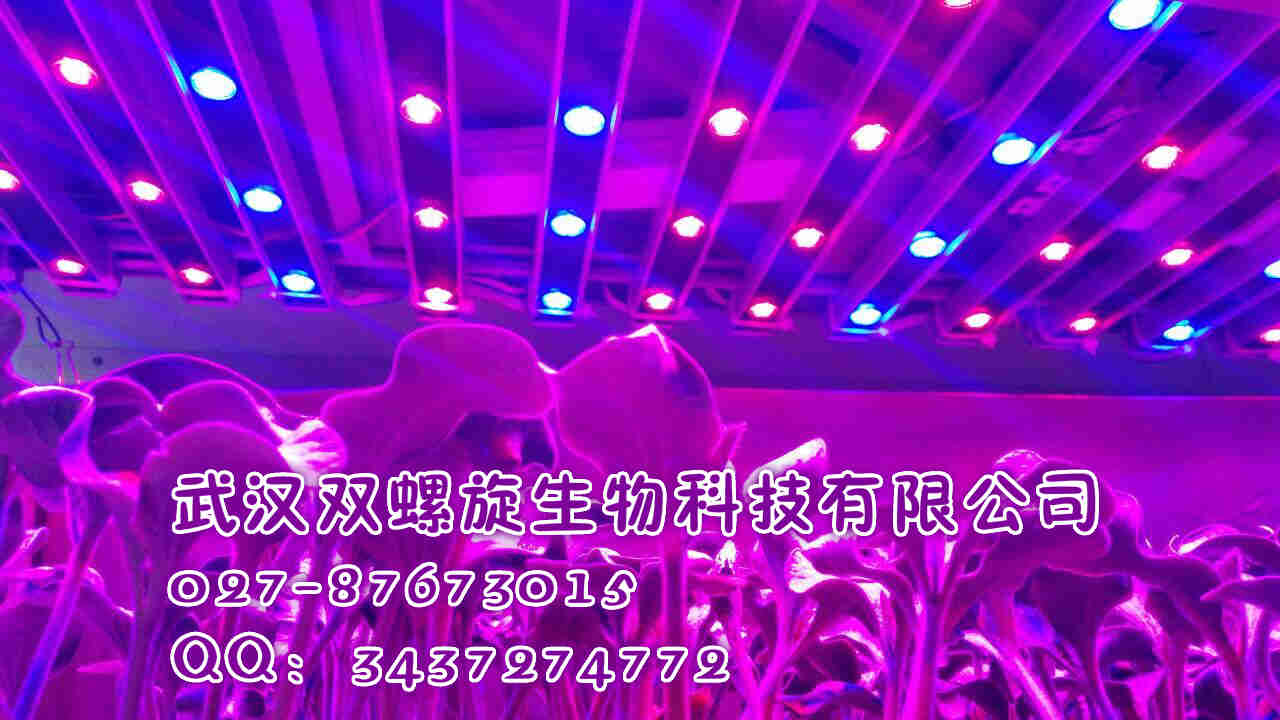 步入式植物生長室 頂置光型人工智能氣候室 節能型植物生長室