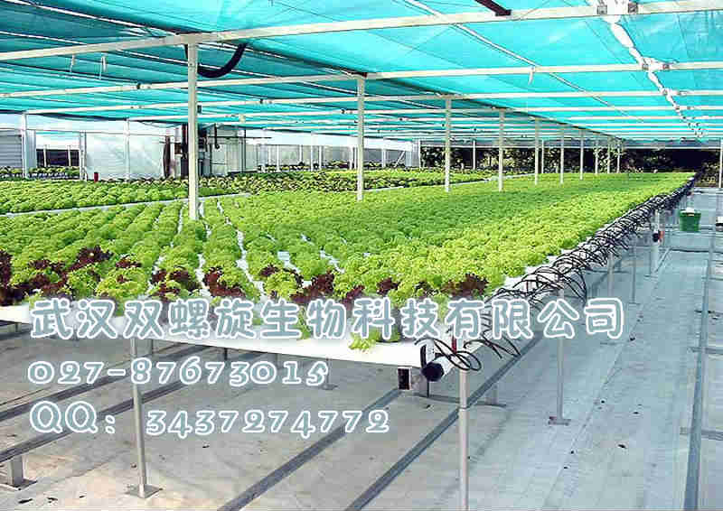 立体栽培技术 新式管道栽培 细叶菜水培