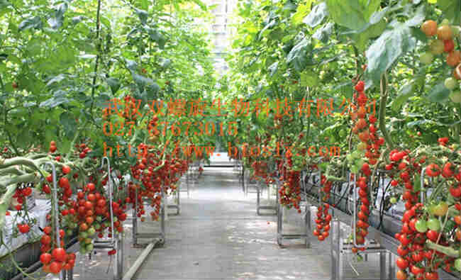 A字架培槽 槽式水培 細葉菜水培原始圖片3