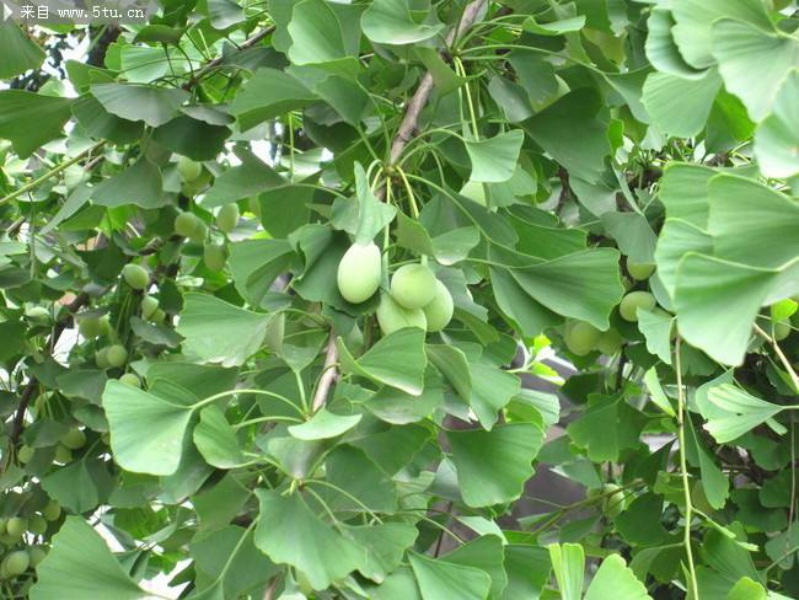 保定香樟樹價格