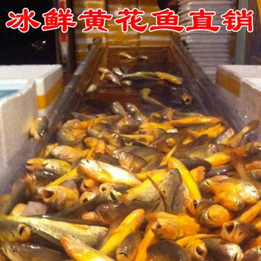 海鮮產(chǎn)品廠家直銷 散裝粗加工小黃花魚 冷凍水產(chǎn)小黃魚