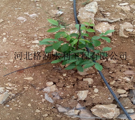 四川果樹滴灌生產(chǎn)廠家 果樹小管出流{sx}廠家原始圖片3