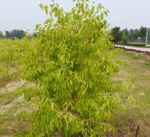 红枫种苗彩叶丝棉木金枝玉叶生产基地