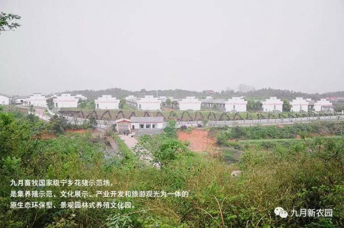 寧鄉(xiāng)花豬保護示范基地_九月新農(nóng)園低價促銷