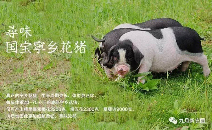 寧鄉花豬肉質怎么樣_九月新農園價格實惠