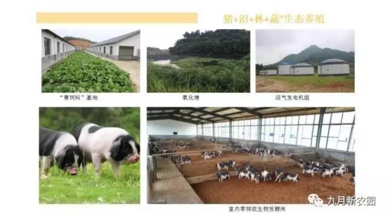 寧鄉花豬肉質怎么樣_九月新農園價格實惠