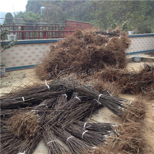 李子樹苗圖片