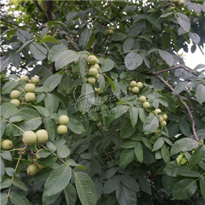 核桃樹的種植方法