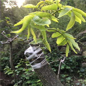 核桃苗幾月種植