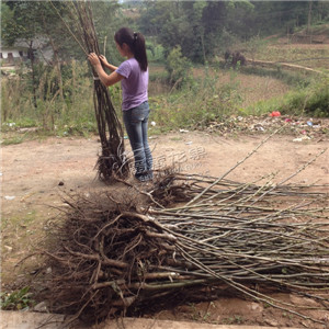 核桃苗種植技術(shù)視頻