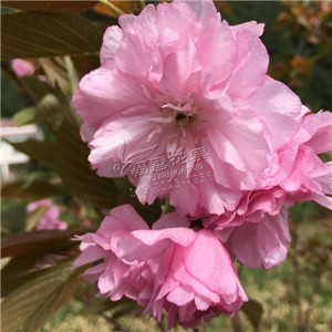 垂枝櫻花苗