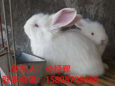 山東/濟南長毛兔基地|山東/濟南長毛兔成本與利潤原始圖片2