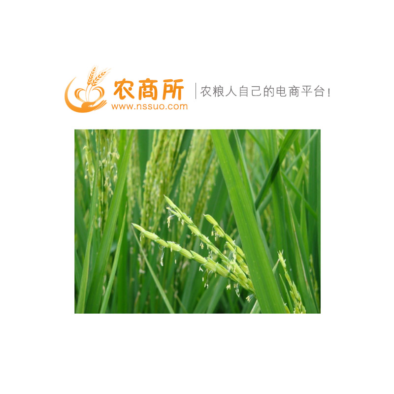 齊齊哈爾市玉米{zx1}行情走勢農商所 齊齊哈爾市玉米行情分析