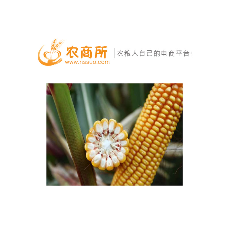 重慶今日玉米價格行情走勢農商所 重慶玉米行情走勢