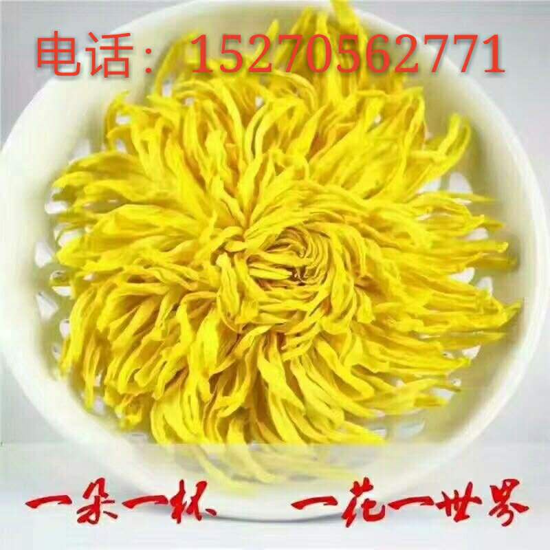 金丝黄菊